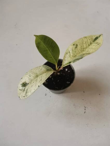 Ficus Shivereana baby