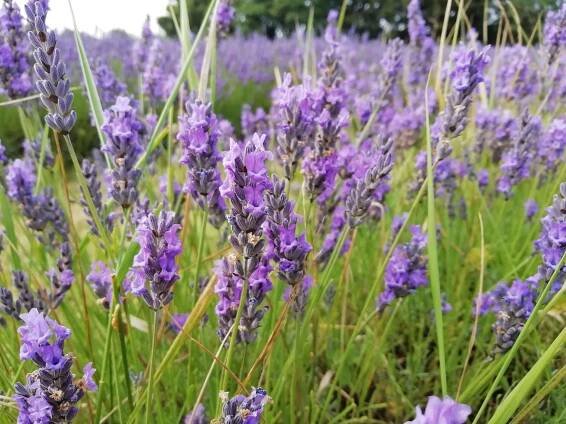 Lavender field