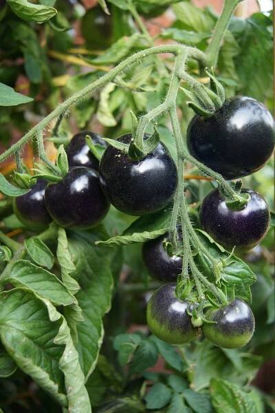 El Tomate Negro de los Tipos de Tomate