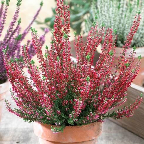 MAX GARDEN – rastliny, stromčeky a doplnky - Vres oby?ajný - Calluna BEAUTY LADIES® Rood