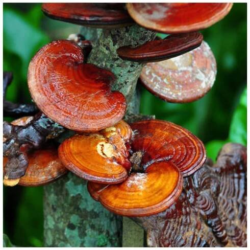 Ganoderma, Duanwood Red Reishi, Extrakt 40 % polysacharidů