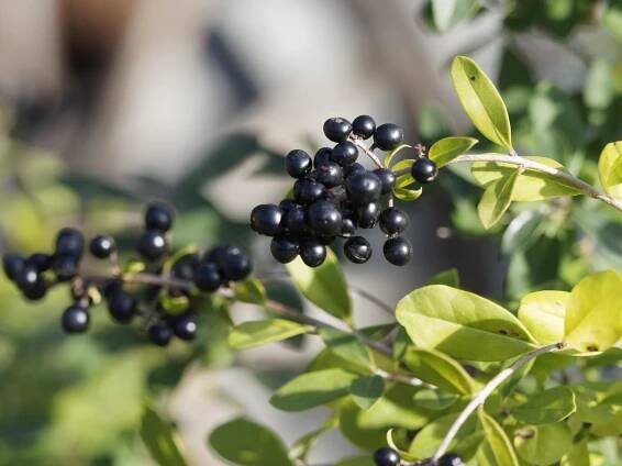 Ptačí zob obecný (Ligustrum vulgare) - Naturhelp.cz