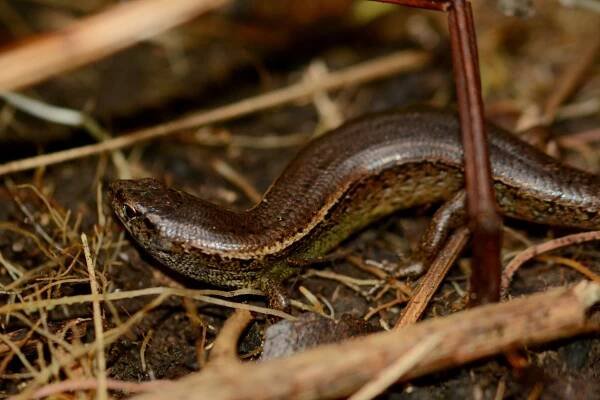 Copper skink