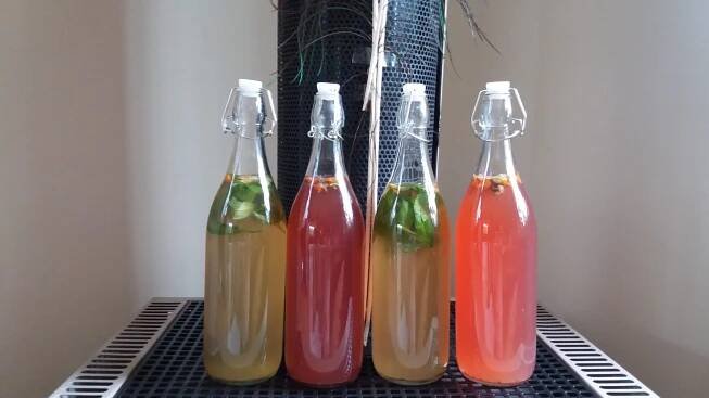 Kombucha Red and Green