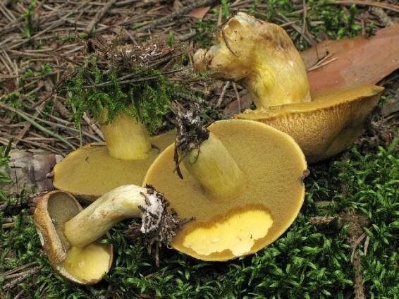 Suillus variegatus - klouzek (hřib) strakoš - myko.cz