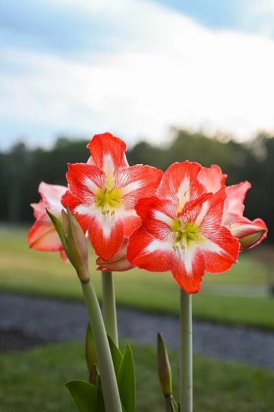 Online Floral Shop | Amaryllis & Tulips | Bloomaker USA, Inc.