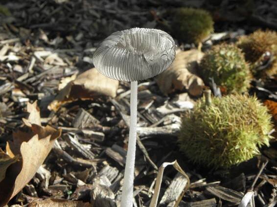 Coprinus