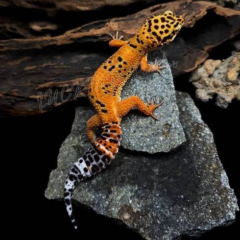 Leopard Gecko