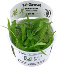 Tropica Helanthium bolivianum 'Quadricostatus' in-vitro (1-2-Grow)