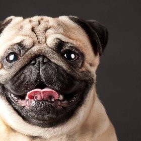 Pug Face: What's Not To Love?