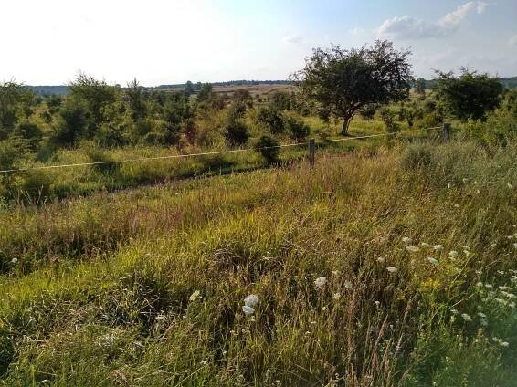 Divocí koně, zubři i pratuři. Unikátní podívaná v milovické rezervaci