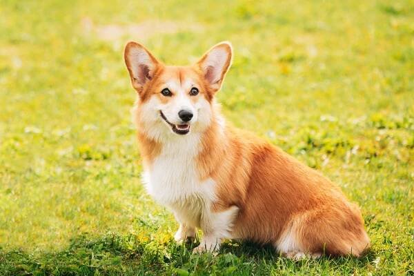 A Pembroke Welsh Corgi királyi bájjal büszkélkedhet! - Kutyulva