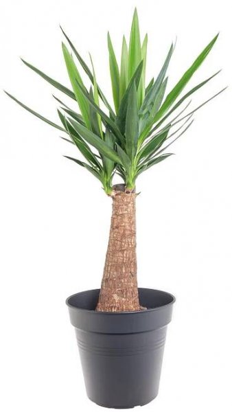 Juka pokojová, Yucca, na kmínku, květináč 23 cm skladem
