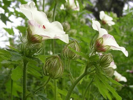 Hibiscus trionum