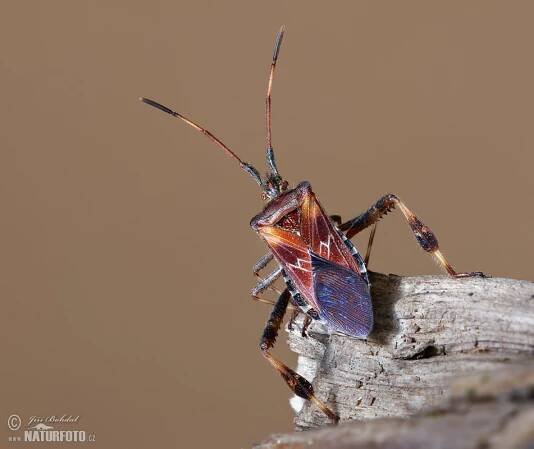 Vroubenka americká (Leptoglossus occidentalis)