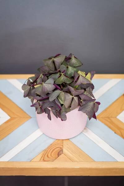 Oxalis triangularis (striebristý)