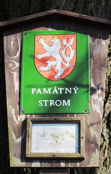 Fotky - Lípa u Vysokého Mýta Významný strom - 13.03.2014