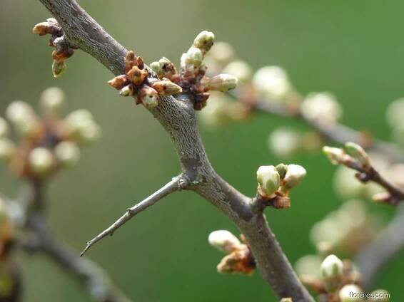 Trnka obecná - Prunus spinosa, větve, větévky