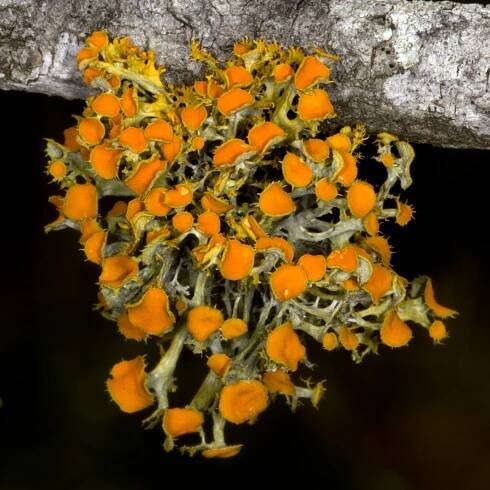 Teloschistes chrysophthalmus