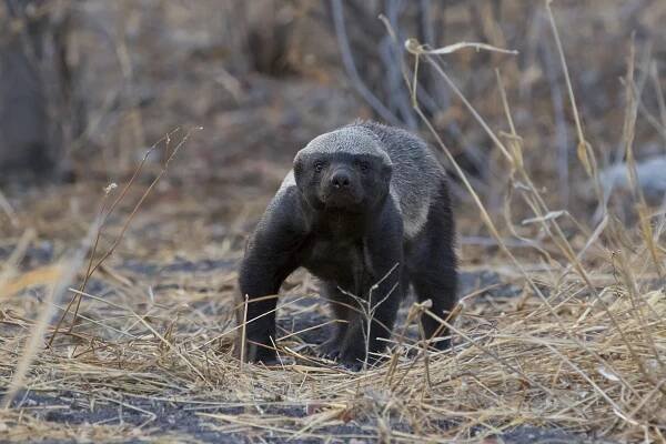 The Honey Badger: 5 Facts About the World's Fiercest Weasel