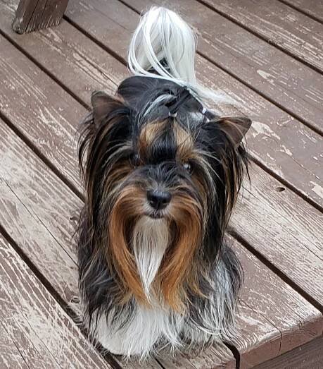 female biewer terrier