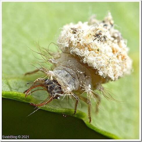 Zlatoočko Chrysotropia ciliata