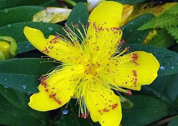 Třezalka Tečkovaná, Příroda, Hypericum
