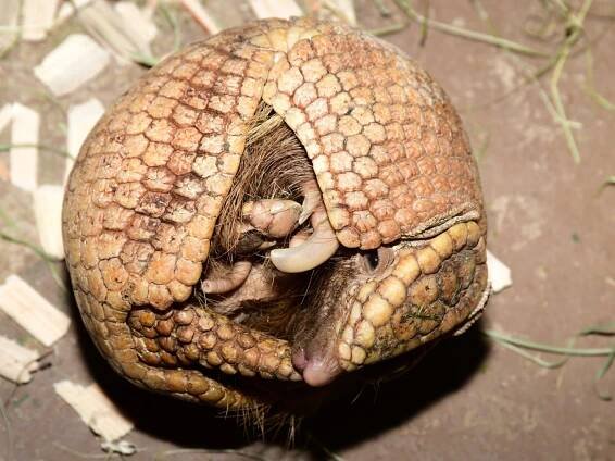 Pásovci pamatují vyhynutí dinosaurů. Nově je chová Zoo Olomouc :: Regiony 24.cz - Internetové zpravodajství ze všech regionů