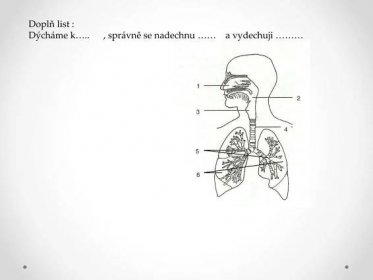 schéma dýchací soustavy