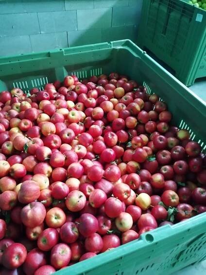 Naše produkty | Ovocné sady Kojice | Šťavnaté ovoce z Železných hor