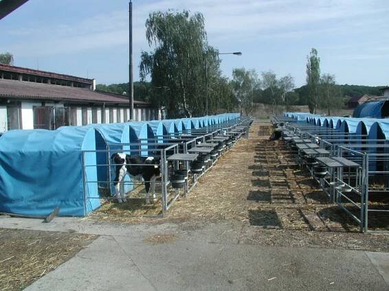 Několik poznámek k úspěšnému odchovu telat