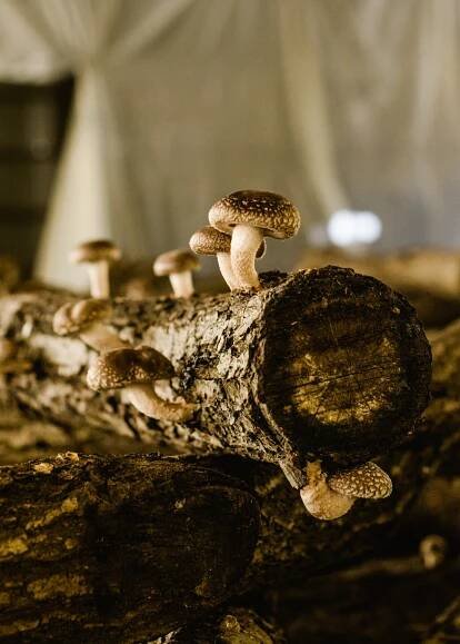 True Shiitake: lahodná chuť umami zrozená z přírody | Luxus.cz