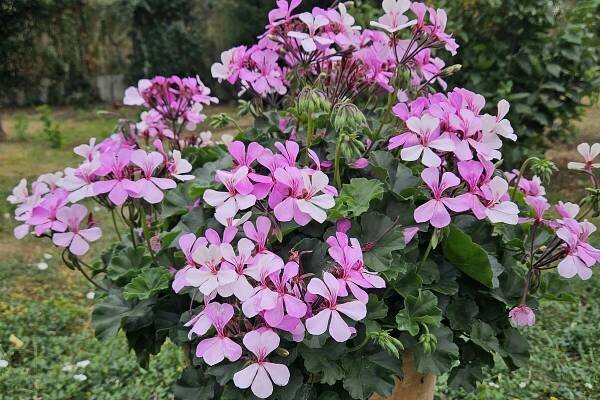 FlowerTrials® Highlights 2025