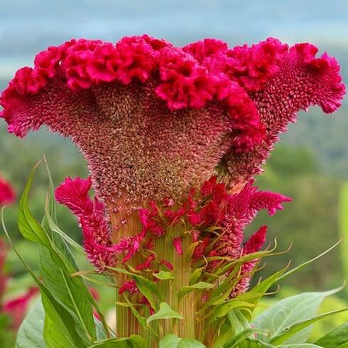 Celosia - Classic Floral, Inc.