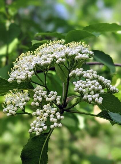 Adoxaceae: The Elderberry Family - Floral Prisms
