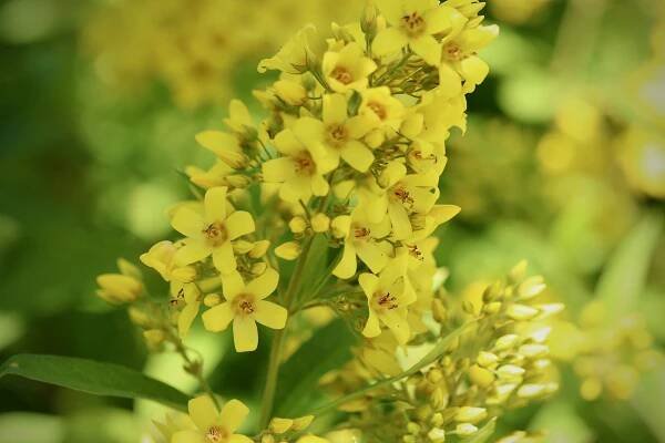 Nejlepší Způsoby, Jak Chytit Rybu - Vrbina Obecná (Lysimachia Vulgaris) V české Obci • SEEFISH