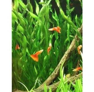 Vallisneria Corksrew