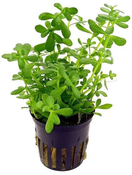 a potted plant with green leaves in it