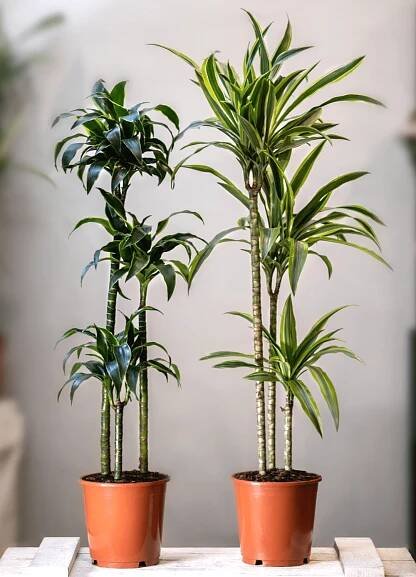 How to care for Dracena Fragrans | Dracena care tips - Piantica