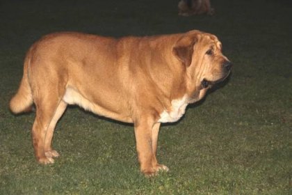 ŠPANĚLSKÝ MASTIN - Druso de la Aljabara - chovný pes