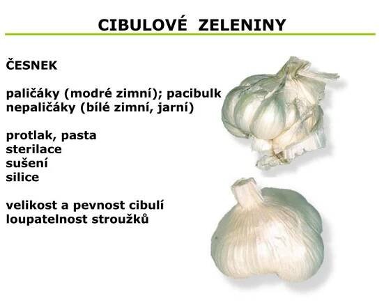 PPT - ZELENINA PowerPoint Presentation, free download - ID:5045334
