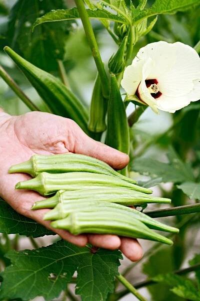 Okra in person's hand