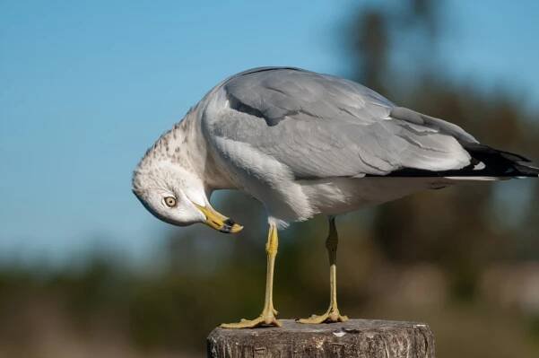 Gulls - Birds - Bruce Elliott Photography