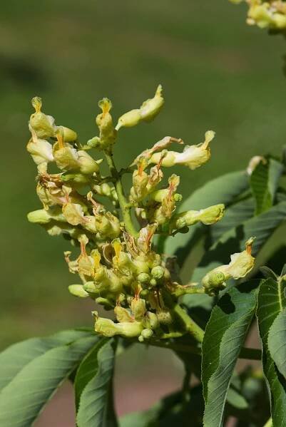 Jírovec žlutý (Aesculus flava)