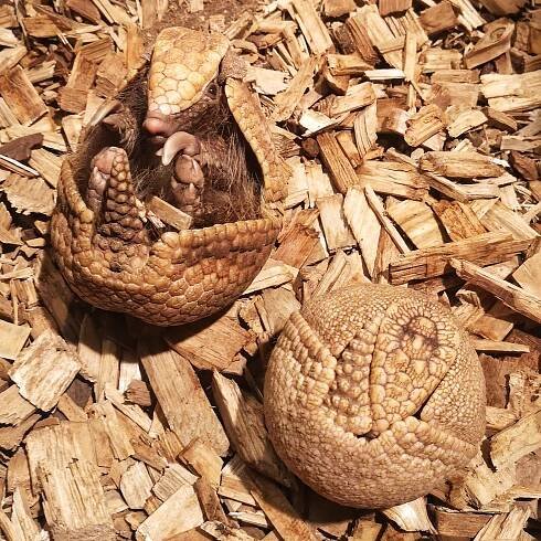 V Brně se narodili vzácní pásovci. Jejich předci pamatují dinosaury