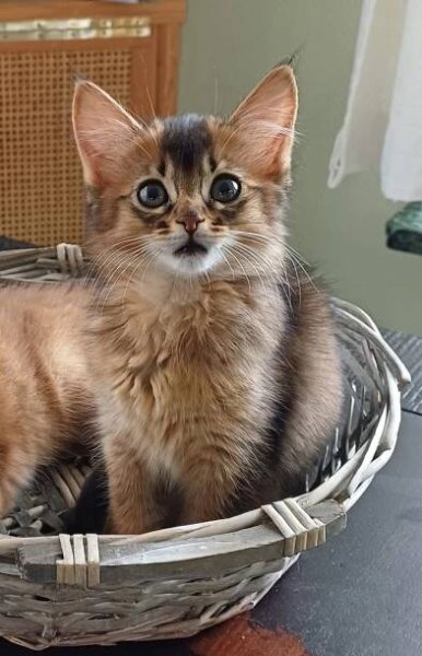 Elly (Neutered) | Paepeghembos