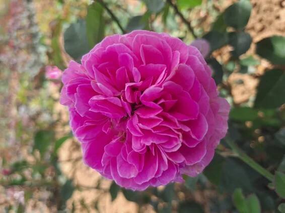 G. JEKYLL 3