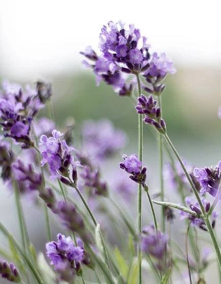 Natural and Sustainable | Mervue Organic