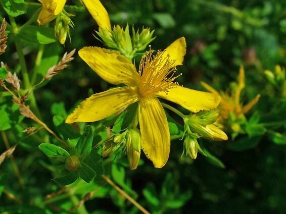 Hypericeae
