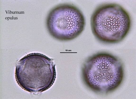 hydrated pollen